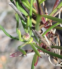 Dimorphotheca montana