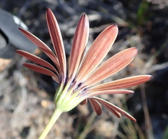 Dimorphotheca montana