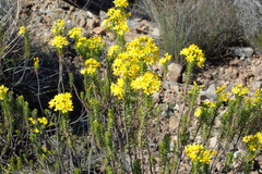 Euryops rehmannii