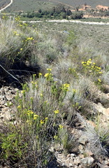 Euryops rehmannii