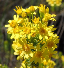 Euryops rehmannii