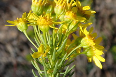 Euryops rehmannii