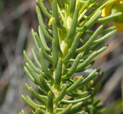 Euryops rehmannii