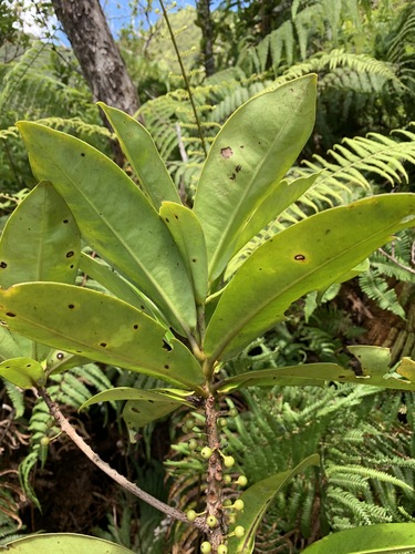 Myrsine fernseei observed 2020-07-01