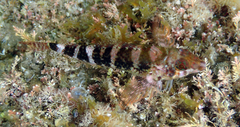 Enneapterygius etheostoma