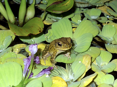 Incilius mazatlanensis