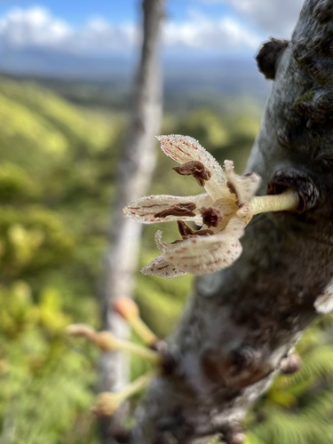 Myrsine fernseei observed 2022-02-02