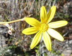 Osteospermum asperulum