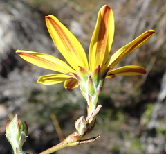 Osteospermum asperulum
