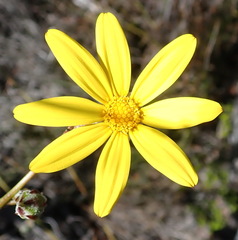 Osteospermum asperulum