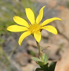 Osteospermum polygaloides polygaloides