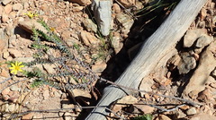 Osteospermum polygaloides polygaloides