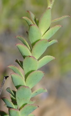 Osteospermum polygaloides polygaloides