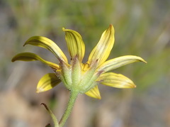 Osteospermum polygaloides polygaloides
