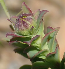 Osteospermum polygaloides polygaloides