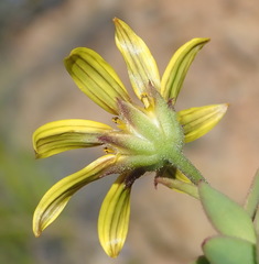 Osteospermum polygaloides polygaloides