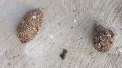 Athene noctua