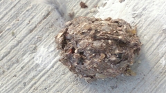 Athene noctua