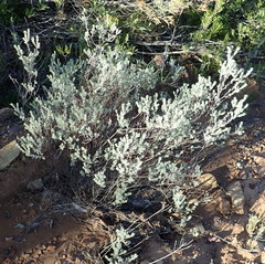 Pentzia dentata
