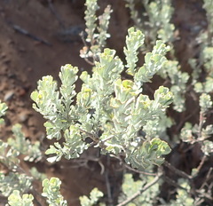 Pentzia dentata