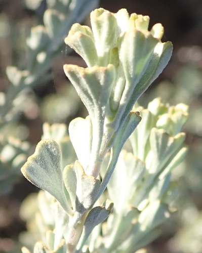 Image of Pentzia dentata by (c) Nicola van Berkel, some rights reserved (CC BY-SA)