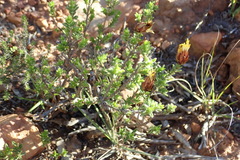 Pteronia staehelinoides