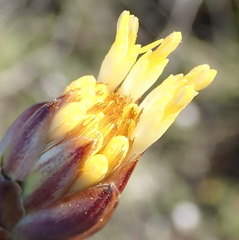 Pteronia staehelinoides