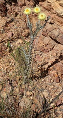 Syncarpha ferruginea