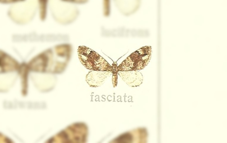 Martania fasciata