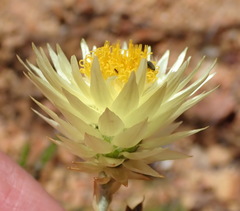 Syncarpha ferruginea