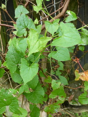 Rumex sagittatus