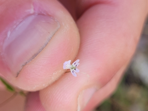 Image of Tonella tenella by (c) Konshau Duman, some rights reserved (CC BY)