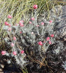 Achyranthemum paniculatum