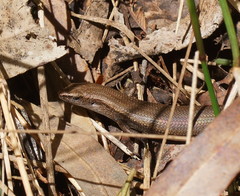 Southern Forest Cool-Skink photo 5