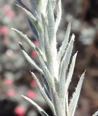 Achyranthemum paniculatum