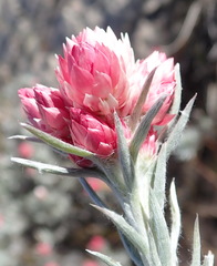 Achyranthemum paniculatum