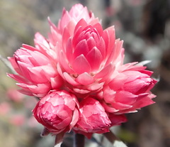 Achyranthemum paniculatum