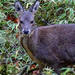 Musk Deer - Photo (c) pfaucher, some rights reserved (CC BY-NC), uploaded by pfaucher