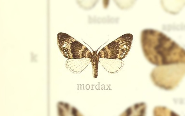 Perizoma mordax