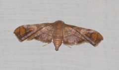 Hypolamprus