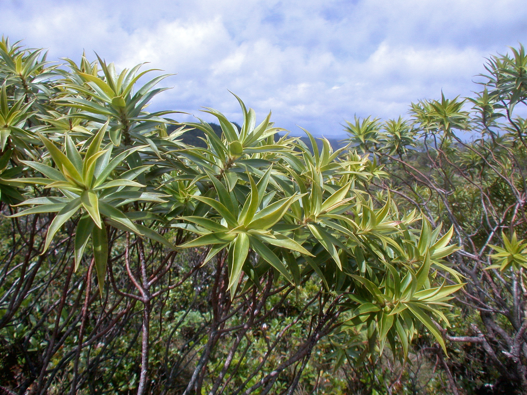 Myrsine helleri