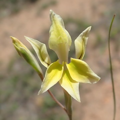 Gladiolus permeabilis