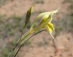 Gladiolus permeabilis
