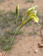 Gladiolus permeabilis