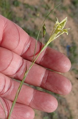 Gladiolus permeabilis