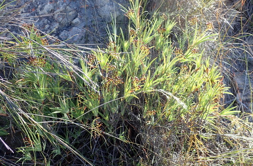 Image of Nivenia parviflora by (c) Nicola van Berkel, some rights reserved (CC BY-SA)