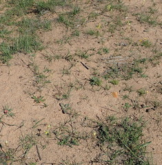 Gladiolus permeabilis