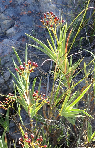 Image of Nivenia parviflora by (c) Nicola van Berkel, some rights reserved (CC BY-SA)