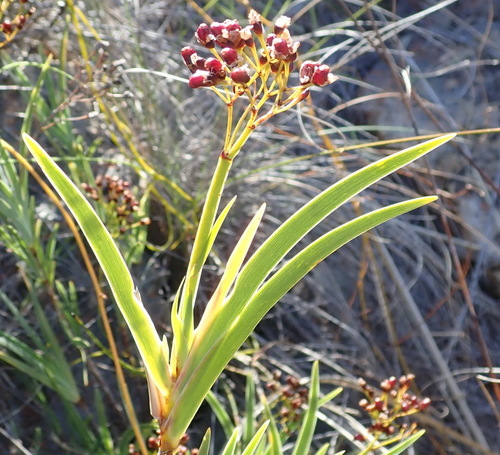 Image of Nivenia parviflora by (c) Nicola van Berkel, some rights reserved (CC BY-SA)
