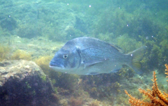 Acanthopagrus schlegelii